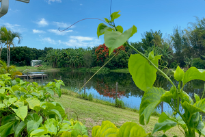 pond