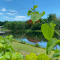 pond